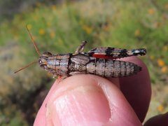 Agroecotettix modestus