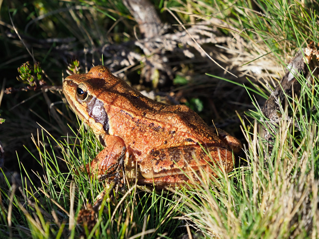 European Common Frog (Rana temporaria) · iNaturalist