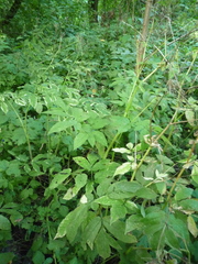 Chaerophyllum aromaticum