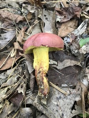 Boletus roodyi
