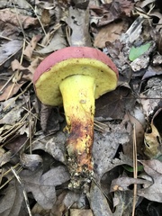 Boletus roodyi