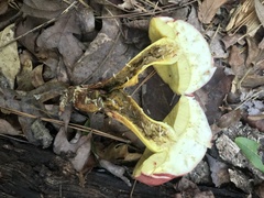 Boletus roodyi