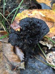 Fungi