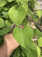 Aristolochia tomentosa