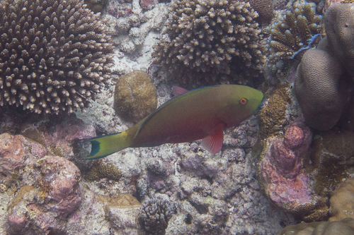 Roundhead Parrotfish — seen at this dive site