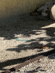 Cnemidophorus arubensis