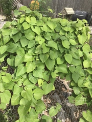 Aristolochia tomentosa