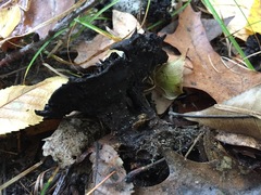 Fungi
