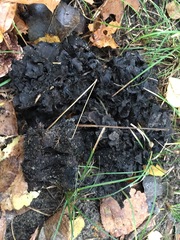 Fungi