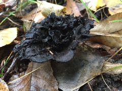 Fungi