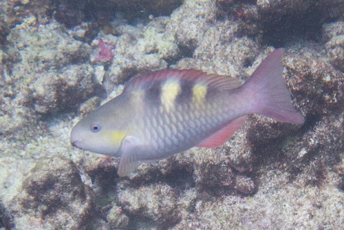 Five-saddle Parrotfish
