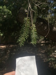 Pseudotsuga macrocarpa