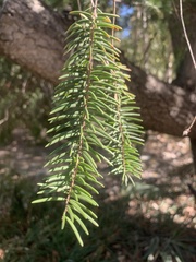 Pseudotsuga macrocarpa
