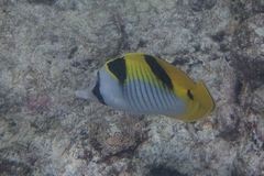 Chaetodon falcula