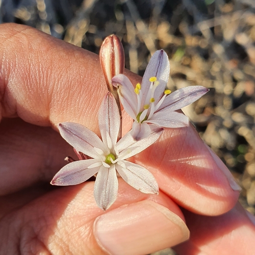 Image of Drimia fugax by (c) Mehdi Chetibi, some rights reserved (CC BY)