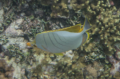 Chaetodon xanthocephalus