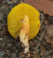 Aureoboletus gentilis