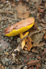 Aureoboletus gentilis