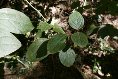 Viburnum rugosum image