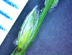 Digitaria bicornis