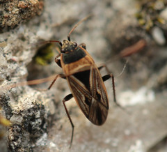 Xanthochilus quadratus