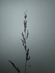 Sporobolus flexuosus