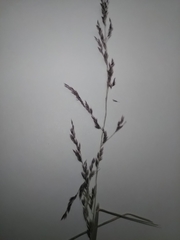 Sporobolus flexuosus