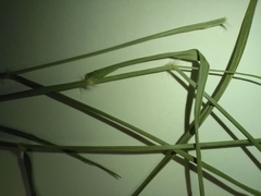 Sporobolus flexuosus