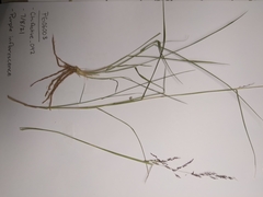 Sporobolus flexuosus