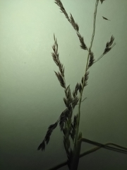 Sporobolus flexuosus