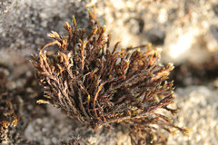 Schistidium crassipilum