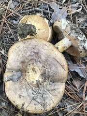 Lactarius subpalustris