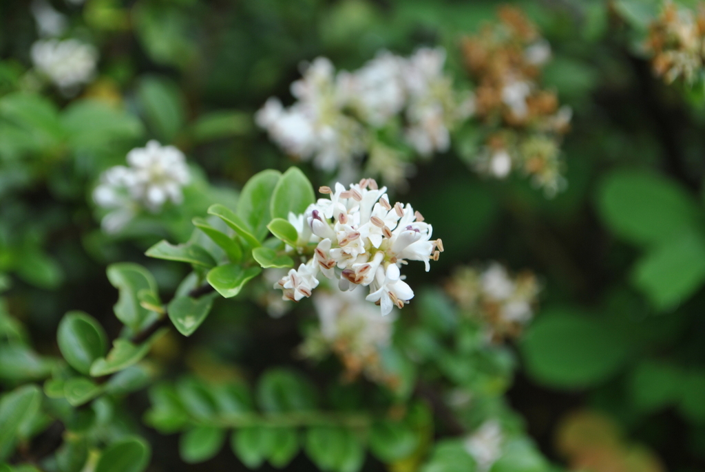 Ligustrum delavayanum