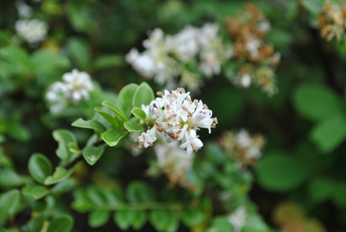 Ligustrum delavayanum (Ligustrum delavayanum)