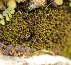 Pseudocrossidium revolutum