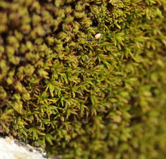 Pseudocrossidium revolutum