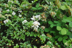 Ligustrum delavayanum