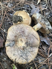 Lactarius subpalustris
