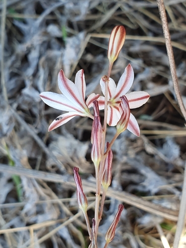 Image of Drimia fugax by (c) Mehdi Chetibi, some rights reserved (CC BY)