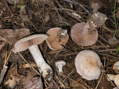 Cortinarius lucorum