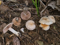 Cortinarius lucorum