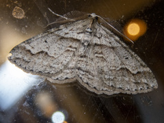 Syneora fractata