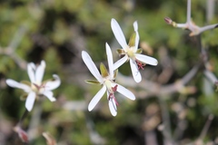 Pelargonium carnosum carnosum