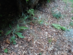 Hieracium laevigatum