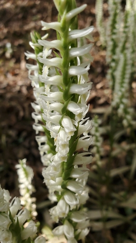 Marsh lady's tresses (Spiranthes odorata)