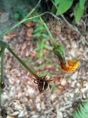 Hieracium laevigatum