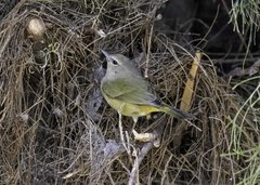 Leiothlypis celata