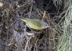 Leiothlypis celata