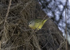 Leiothlypis celata