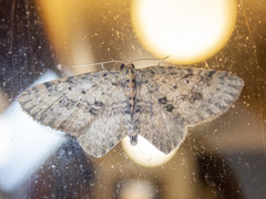 Poecilasthena scoliota